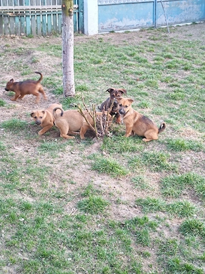 donez căței  - imagine 3