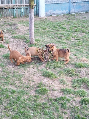 donez căței  - imagine 4