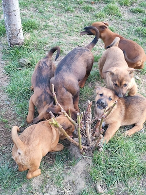 donez căței  - imagine 5