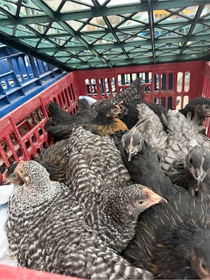 Puicute ouatoare  - imagine 3