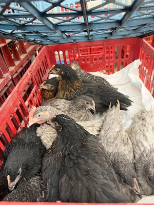 Puicute ouatoare  - imagine 2