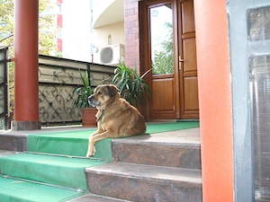 Vând urgent teren cu o vilă Ds.+P.+1Et.+M., Bragadiru, Ilfov - imagine 8