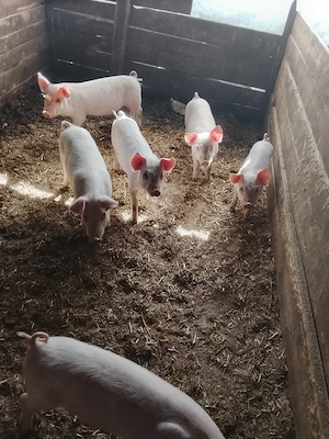 vand purcei - imagine 4