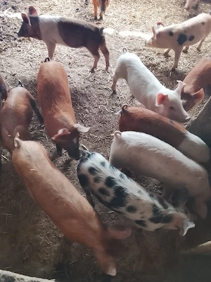 vand purcei - imagine 3