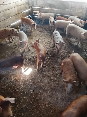 vand purcei - imagine 2