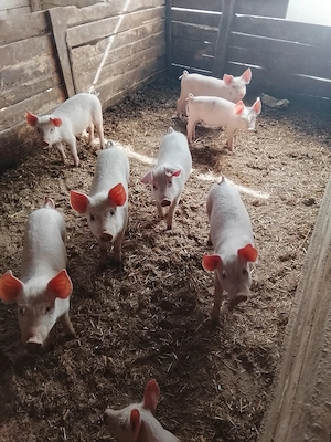 vand purcei - imagine 5