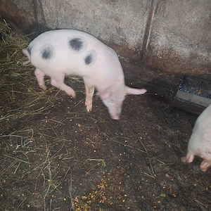 Vând purcei 3 luni grasuti - imagine 4