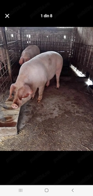 Vanzari porc din gospodarie