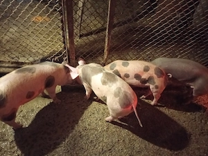 Vând purcei pietrean - imagine 3