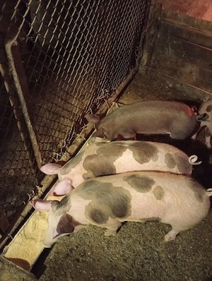 Vând purcei pietrean - imagine 5