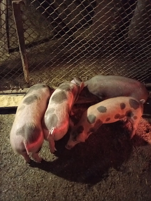 Vând purcei pietrean