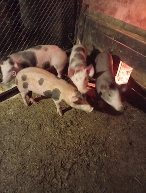 Vând purcei pietrean - imagine 2