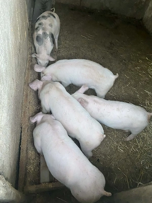 Porci de vanzare - imagine 5