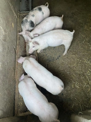 Porci de vanzare - imagine 4
