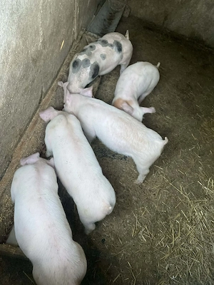 Porci de vanzare - imagine 2