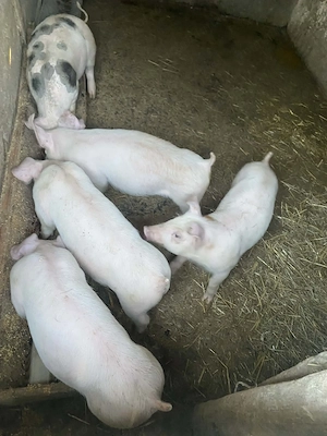 Porci de vanzare - imagine 3