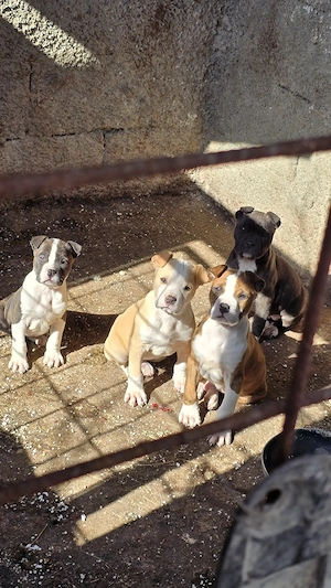 Amstaff disponibil 12 săptămâni 