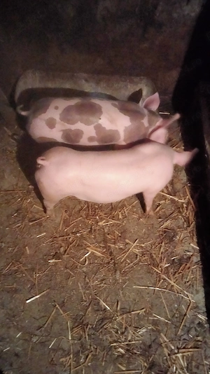   Ultimele 2 purcele de vînzare 