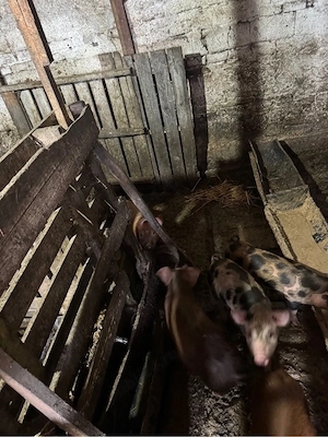 vand porci  - imagine 4