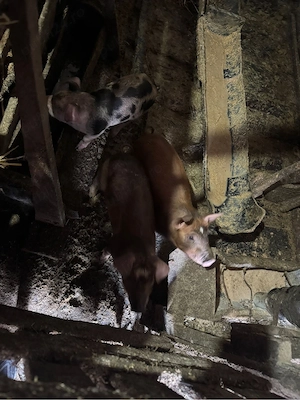 vand porci  - imagine 3