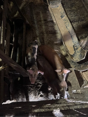 vand porci  - imagine 2