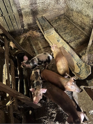 vand porci  - imagine 5