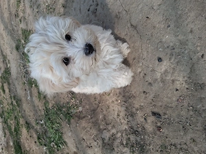 Cautam casa noua si iubitoare 