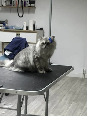 persana chinchilla Motan de 8 luni - imagine 2