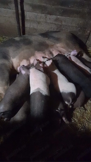 vând scroafa cu purcei - imagine 2