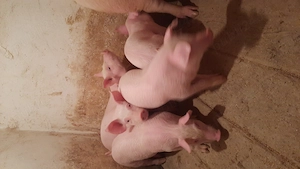 Vand purcei marele alb.