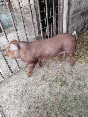 Vând duroc pur - imagine 2