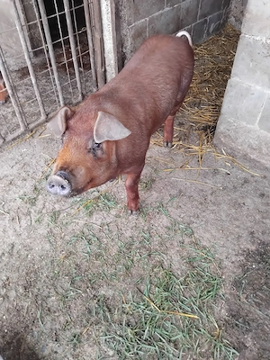 Vând duroc pur