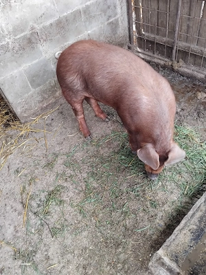 Vând duroc pur - imagine 3