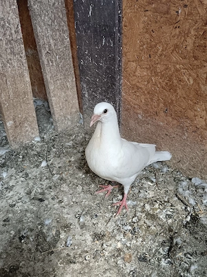 porumbei voiajori albi  - imagine 5