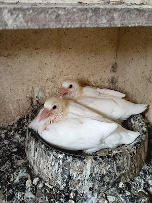 porumbei voiajori albi  - imagine 3