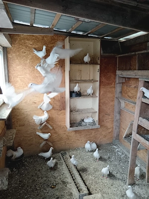 porumbei voiajori albi  - imagine 2