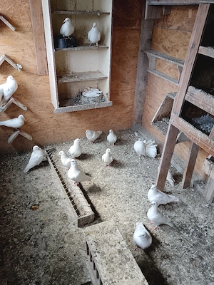 porumbei voiajori albi  - imagine 4