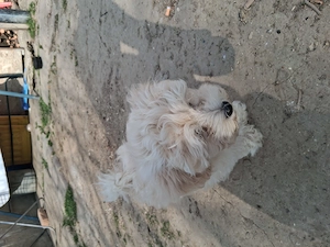 Cautam casa noua si iubitoare  - imagine 2