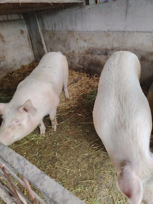 Vand porci - imagine 2