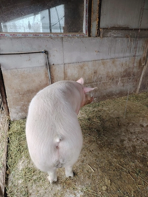 Vand porci - imagine 3