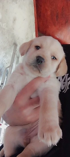 Vand Labrador Retriever 1 luna  - imagine 2