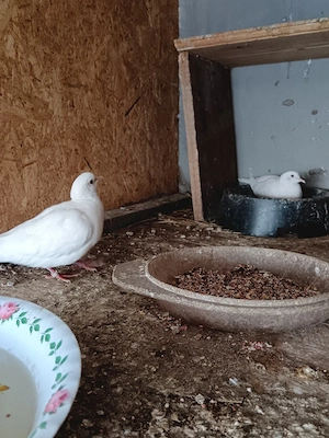 turturelele râzătoare  - imagine 4