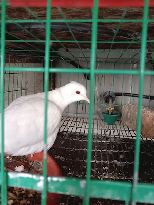 turturelele râzătoare  - imagine 3