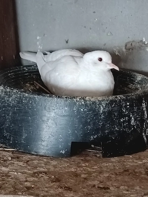 turturelele râzătoare  - imagine 2