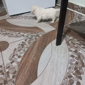 De vinzare bison maltez baietel  - imagine 2