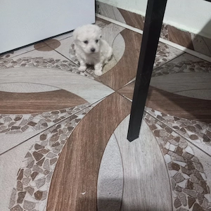 De vinzare bison maltez baietel 