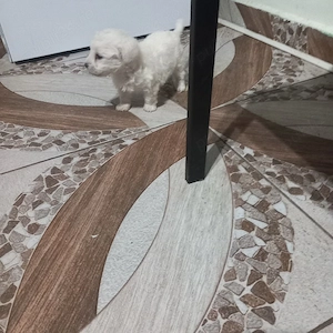 De vinzare bison maltez baietel  - imagine 3