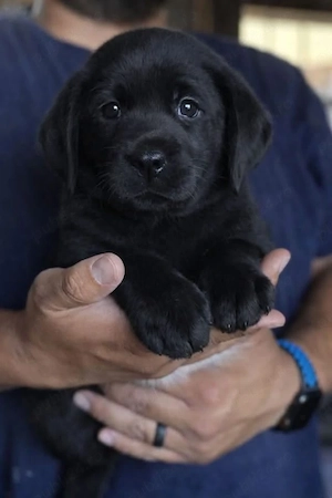 Labrador Retriever 
