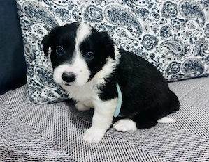  Border Collie cu Pedigree - imagine 2