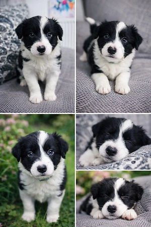  Border Collie cu Pedigree